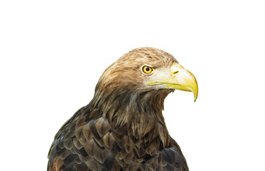 Eagle on a white background