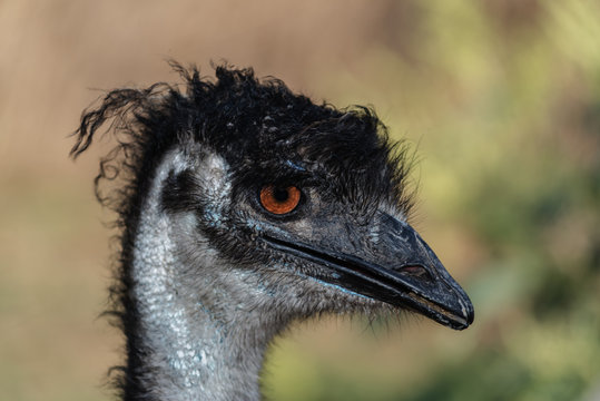 Portrait of a cute ostrich