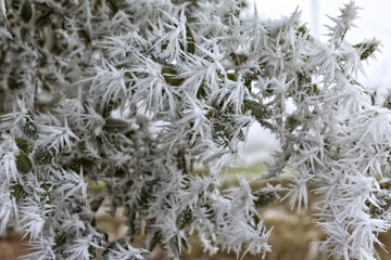 Detail of leaves on which crystals of hoarfrost