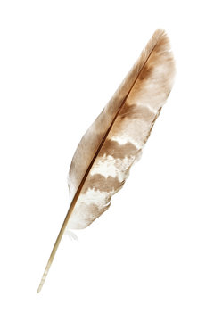 pen feather isolated