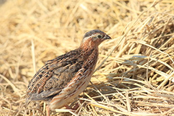 Japanese quail (Coturnix japonica) male in Japan