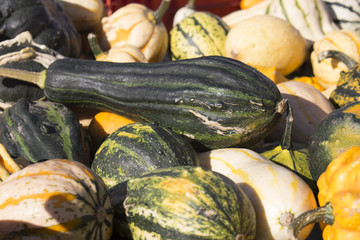 Kürbis auf dem Wochenmarkt