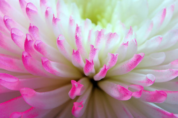 Pink and white aster flower