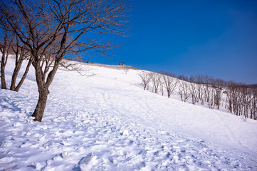 Pyeongchang, Gangwon-do, South Korea - Daegwallyeong Yangtte Farm with heavy snowfall.