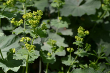 Frauenmantel Kräuter