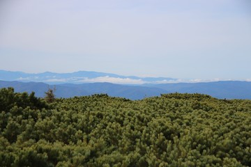 Obraz premium Siberian dwarf pine