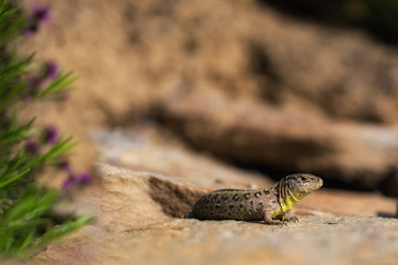 A lizard with a soft bokeh