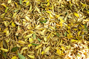 イチョウの葉っぱ