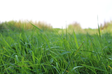 Gras auf einer Wiese Nahaufnehme