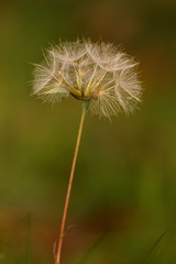 Obraz premium Dry dandelion on a green background.