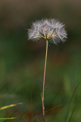 Dry dandelion on a green background.