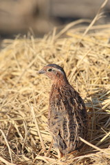 Japanese quail (Coturnix japonica) male in Japan