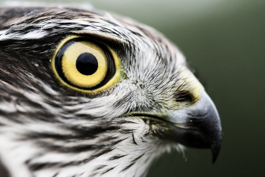 Sparrow-hawk