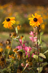 Old yellow autumn flower.