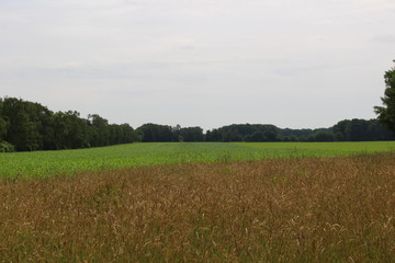 Fototapeta premium Große Wiese