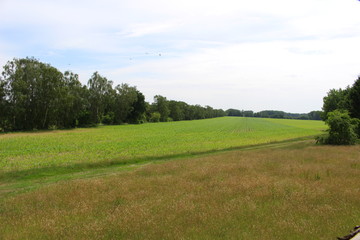 Große Wiese
