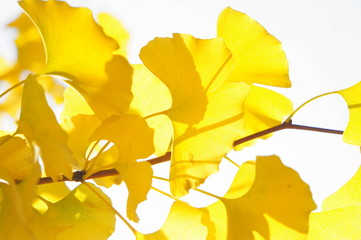 いちょうの紅葉　秋