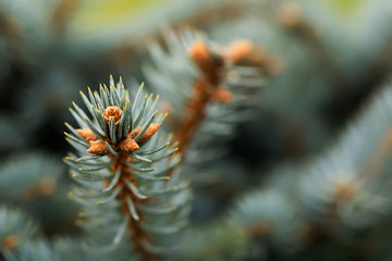young shoots of blue spruce