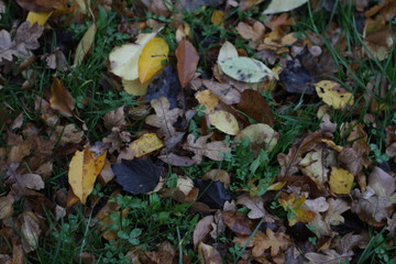 Blätter im Herbst