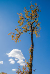 Colorful tree