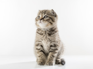 portrait of a cute kitten of a Scottish Fold cat on a white background looking attentively