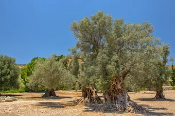 Tableaux ronds sur plexiglas Anti-reflet Olivier Old olive trees