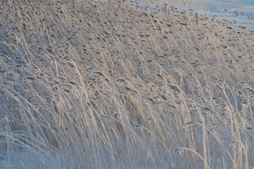 Roseaux Gelés dans le vent - Oulu - Finlande