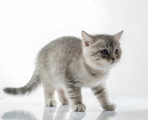 portrait of a cute kitten of a Scottish Fold cat on a white background looking attentively