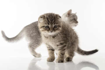 portrait of a cute kitten of a Scottish Fold cat on a white background looking attentively