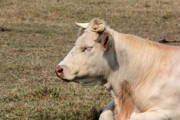 Vache au repos