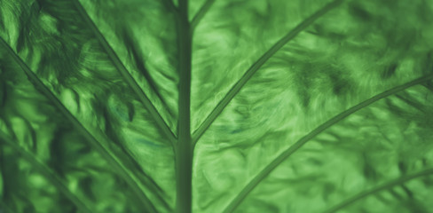 Fresh bio background blur natural with abstract blurred foliage and bright summer flare sunlight backdrop in the park, copyspace for text or advertisment, bokeh green leaf texture, ecology concept