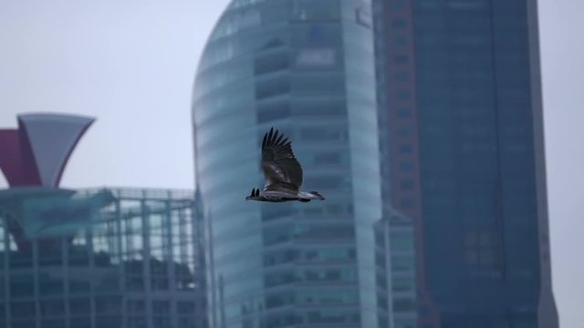 Predatory Bird on the Background of the Skyscrapers. Slow Motion