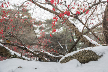 Snowy Asan Oeam Village and Japanese cornlian cherry.