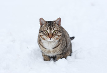 cat playing with snow