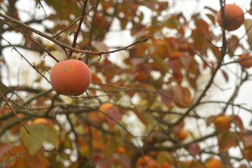 persimmon tree with fruit

