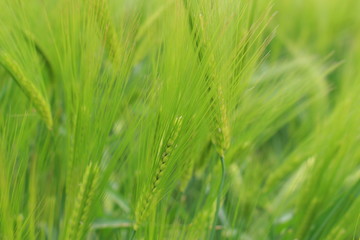Weizen Feld im Frühling