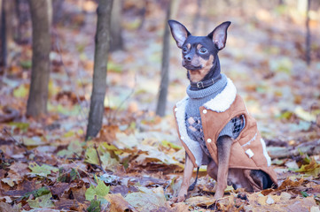 Dog, a toy terrier, a stylishly dressed little dog in a sweater and a sheepskin coat, against the...