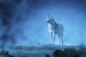 Crédence de cuisine en verre imprimé Loup Loup sur un coucher de lune