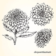 Set of hand-drawn Chrysanthemums, vector