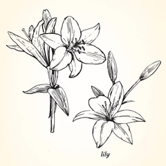 Set of hand-drawn Lilies, vector
