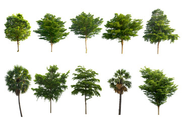 tree isolated on white background clipping paht