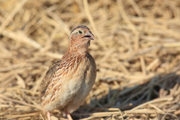 Japanese quail (Coturnix japonica) male in Japan
