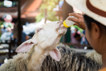 Goat is eating grass