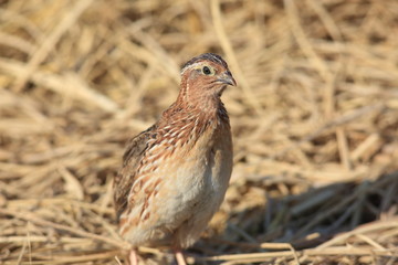 Japanese quail (Coturnix japonica) male in Japan