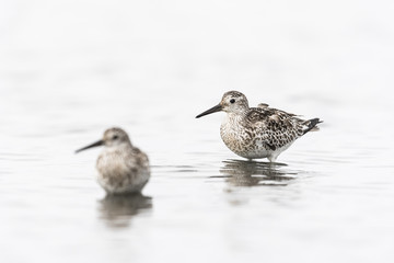 オバシギ幼鳥(great knot)
