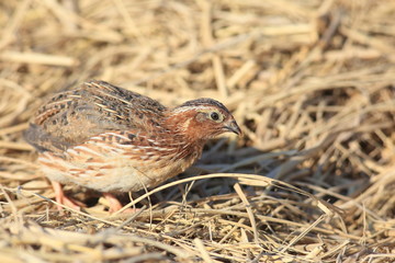 Japanese quail (Coturnix japonica) male in Japan