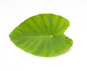 Fototapeta na wymiar Green leaf naturally