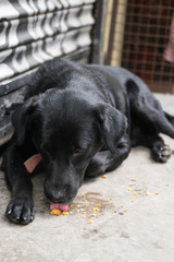 Black Dog Licks Up Cake On the Street