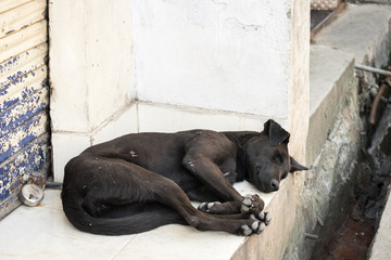 Black Street Dog Naps Peacefully in a Corner in India