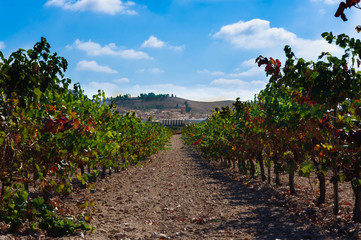 Fototapeta na wymiar wine grape vineyard